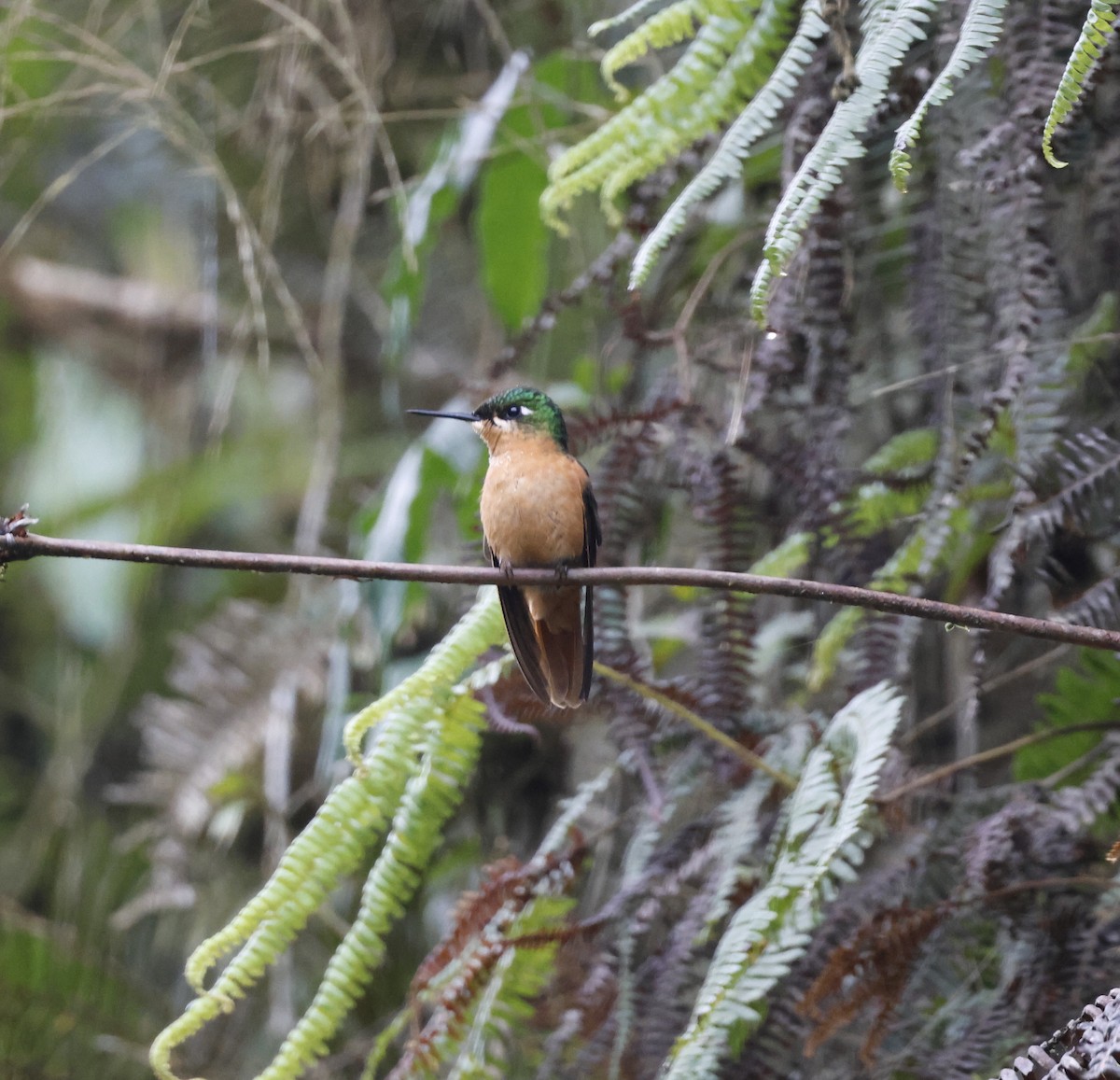 Colibri rubis-émeraude - ML499509491