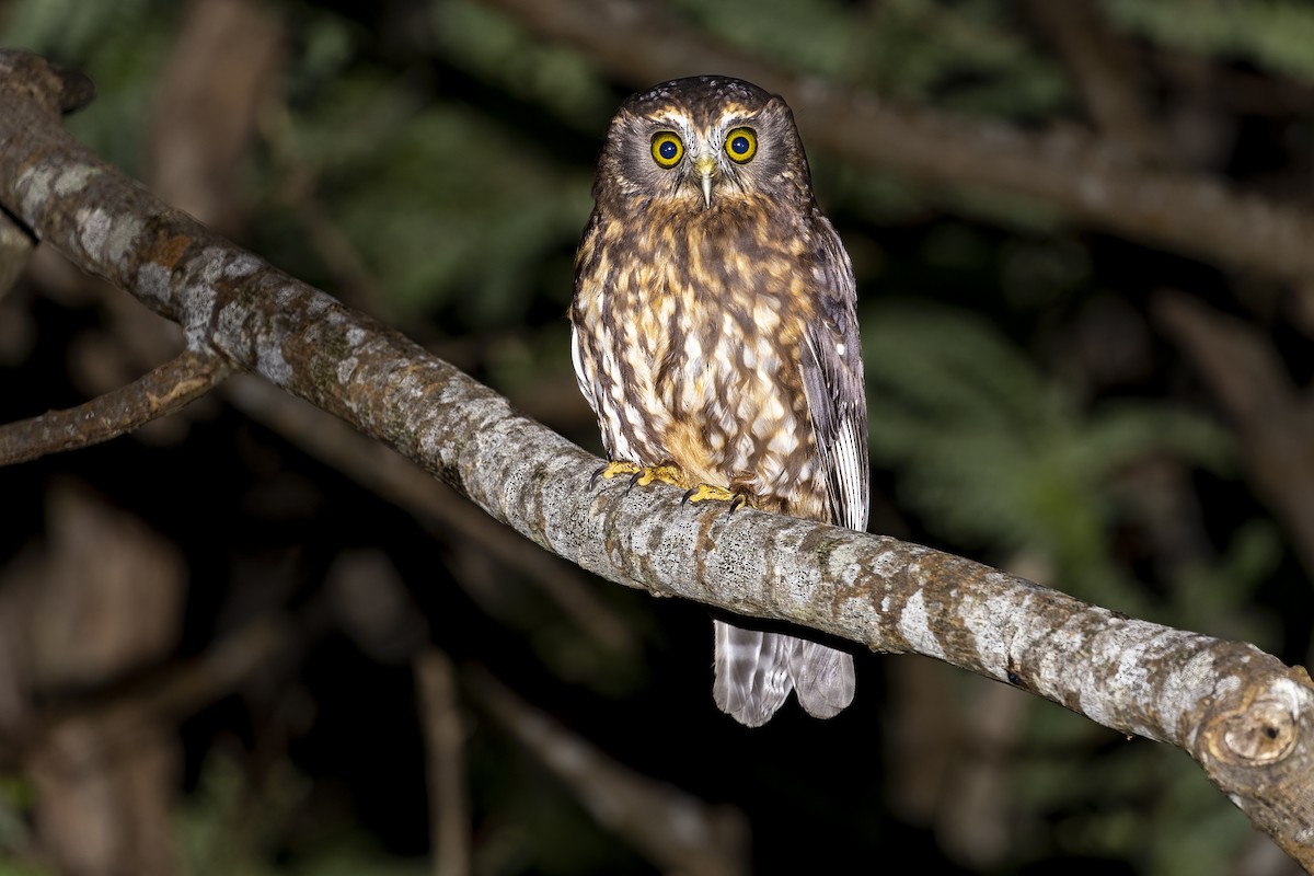 Morepork - ML499509821