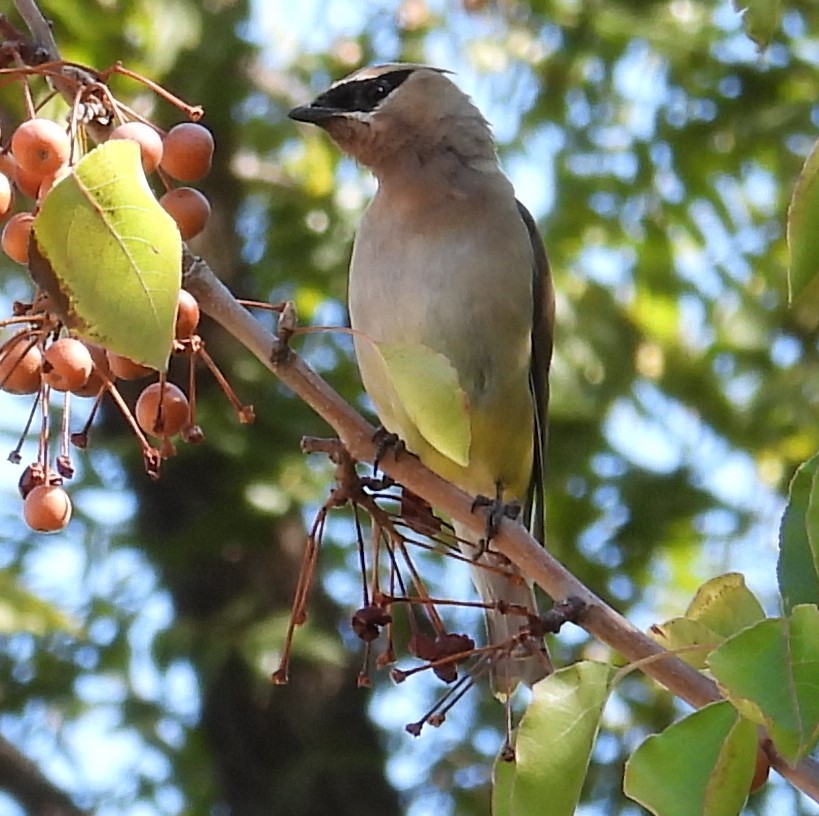 Cedar Waxwing - ML499510141