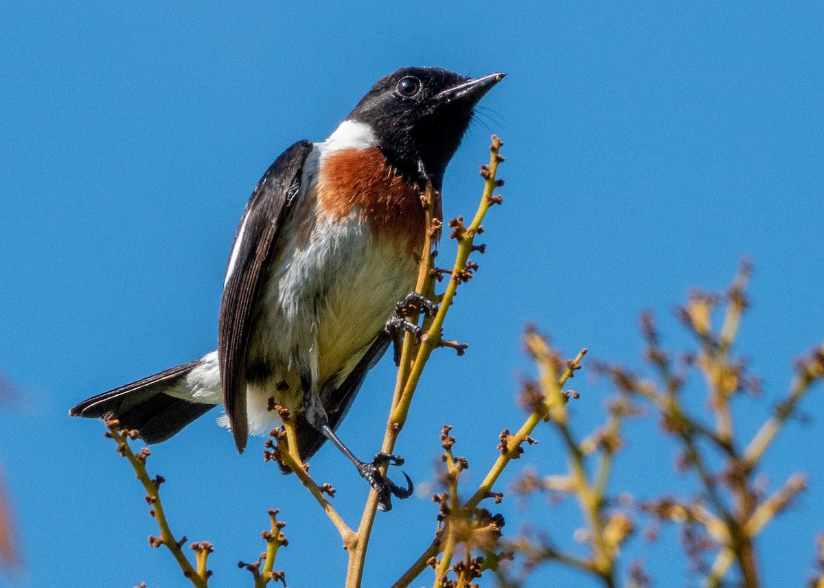 African Stonechat - ML499510301