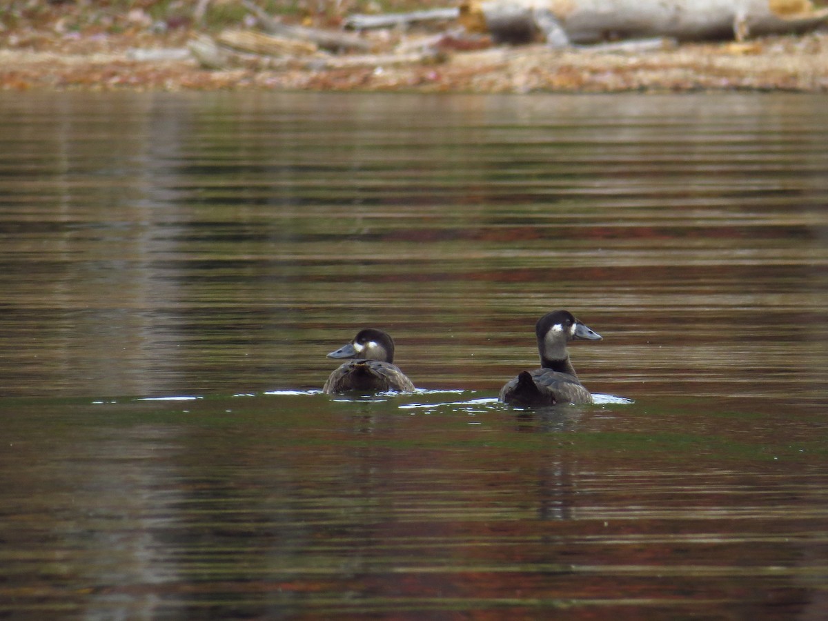 Surf Scoter - ML499510831