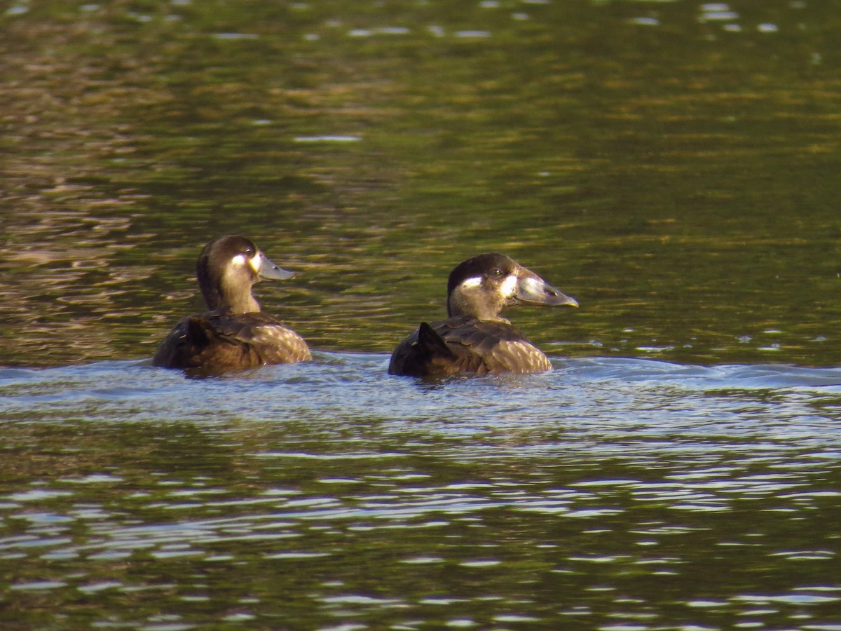 Surf Scoter - ML499510841