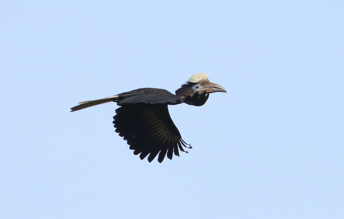 Yellow-casqued Hornbill - ML499510881