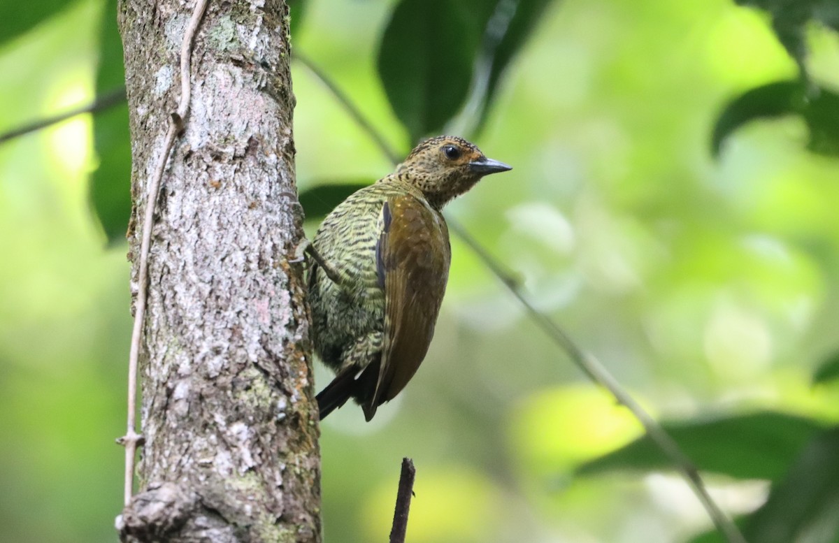 datel čabrakový (ssp. maculosa) - ML499511101