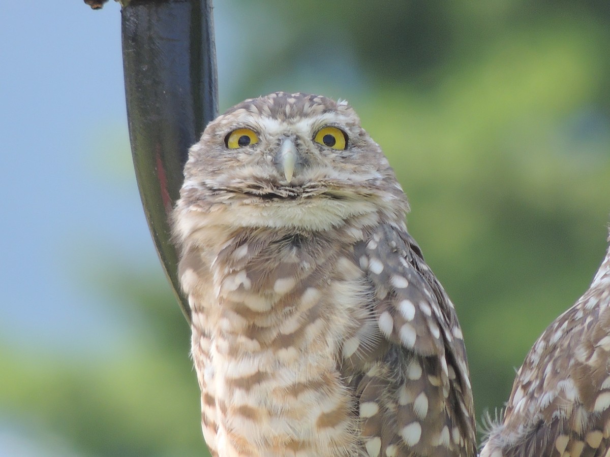 Burrowing Owl - ML499511141