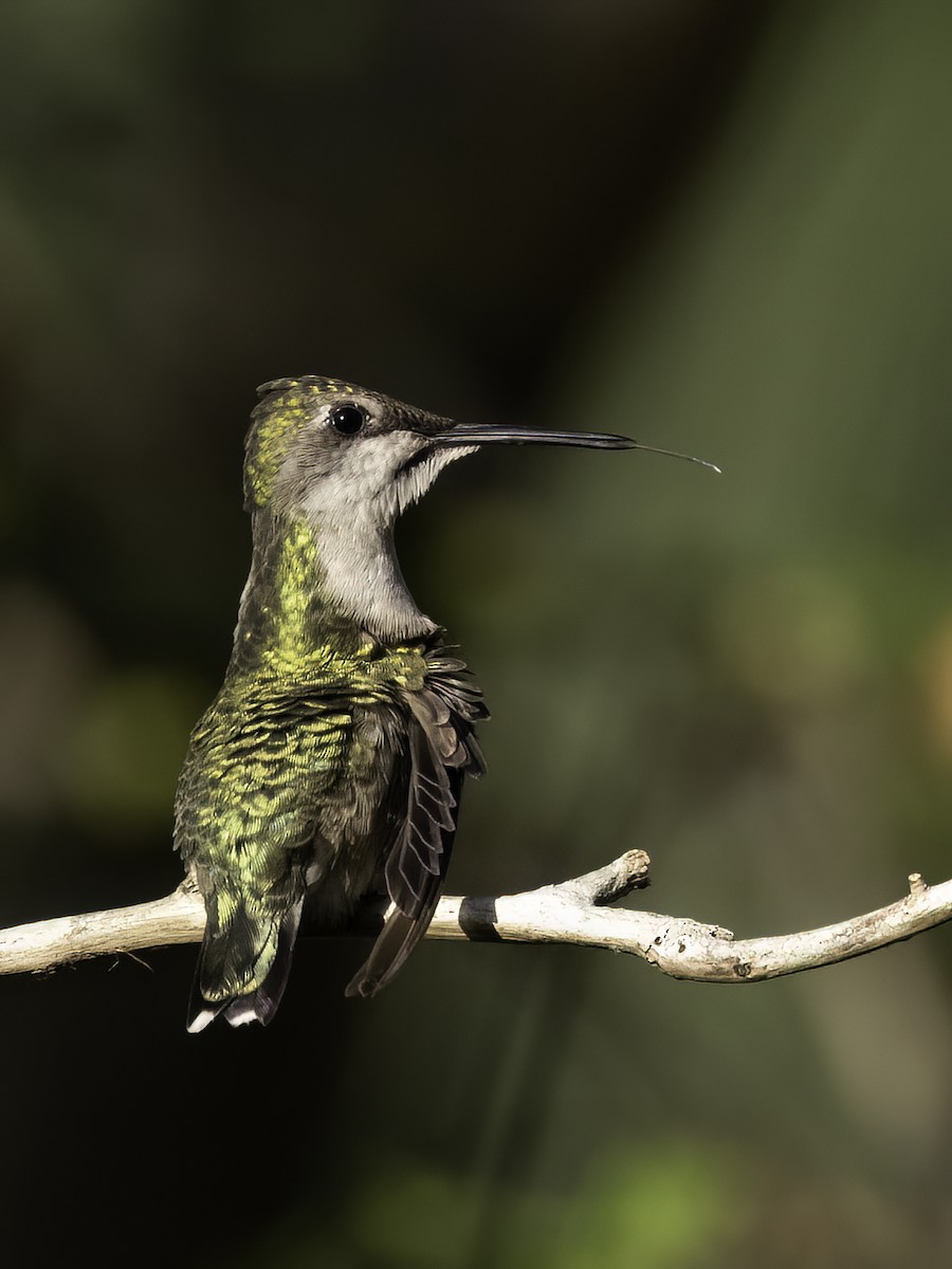 Ruby-throated Hummingbird - Lynette Spence