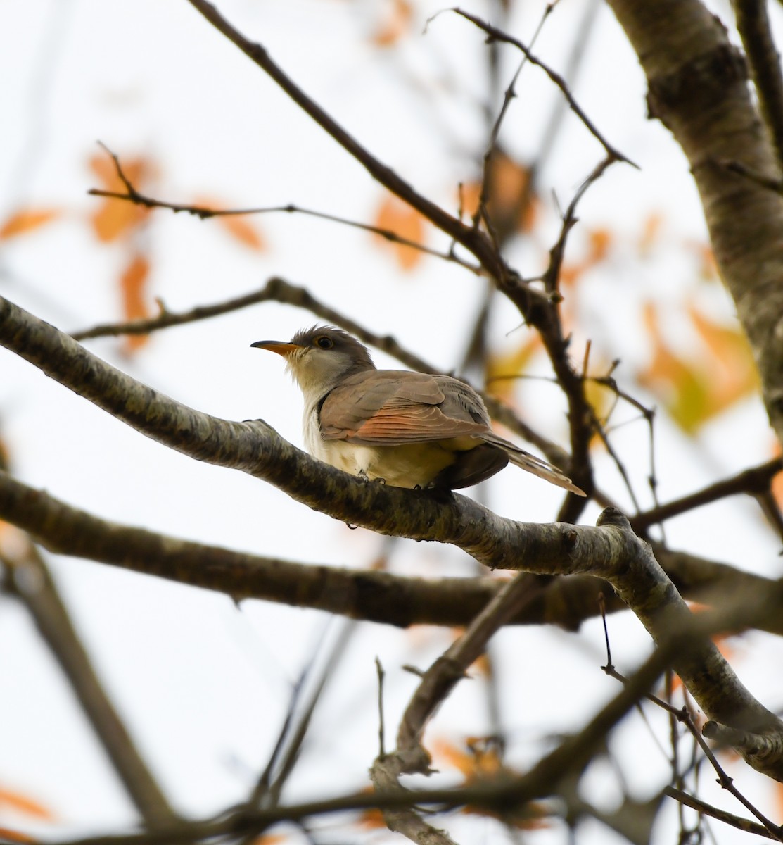 Yellow-billed Cuckoo - Angelica Becker