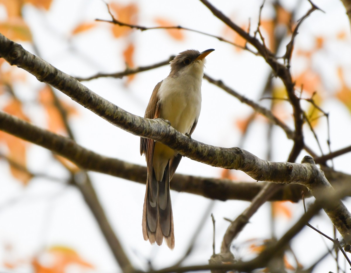 Yellow-billed Cuckoo - ML499513351