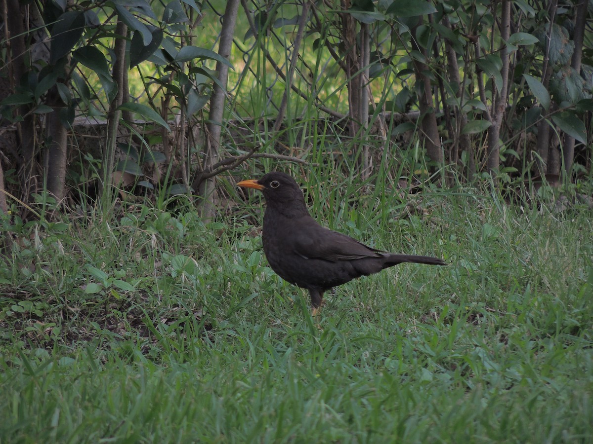 Chiguanco Thrush - ML499513691