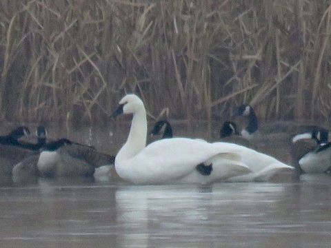 Cygne siffleur - ML499513771