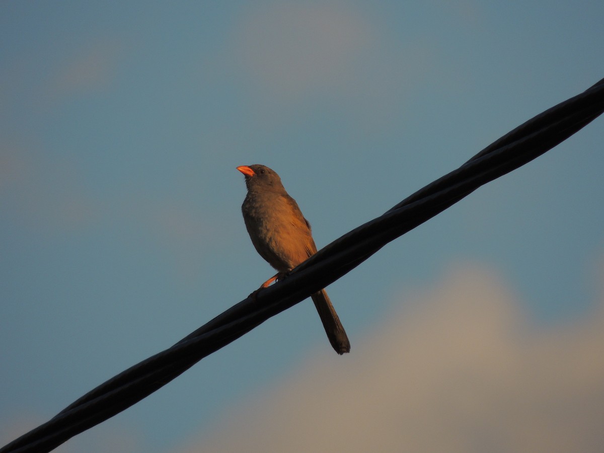 Great Pampa-Finch - ML499513851