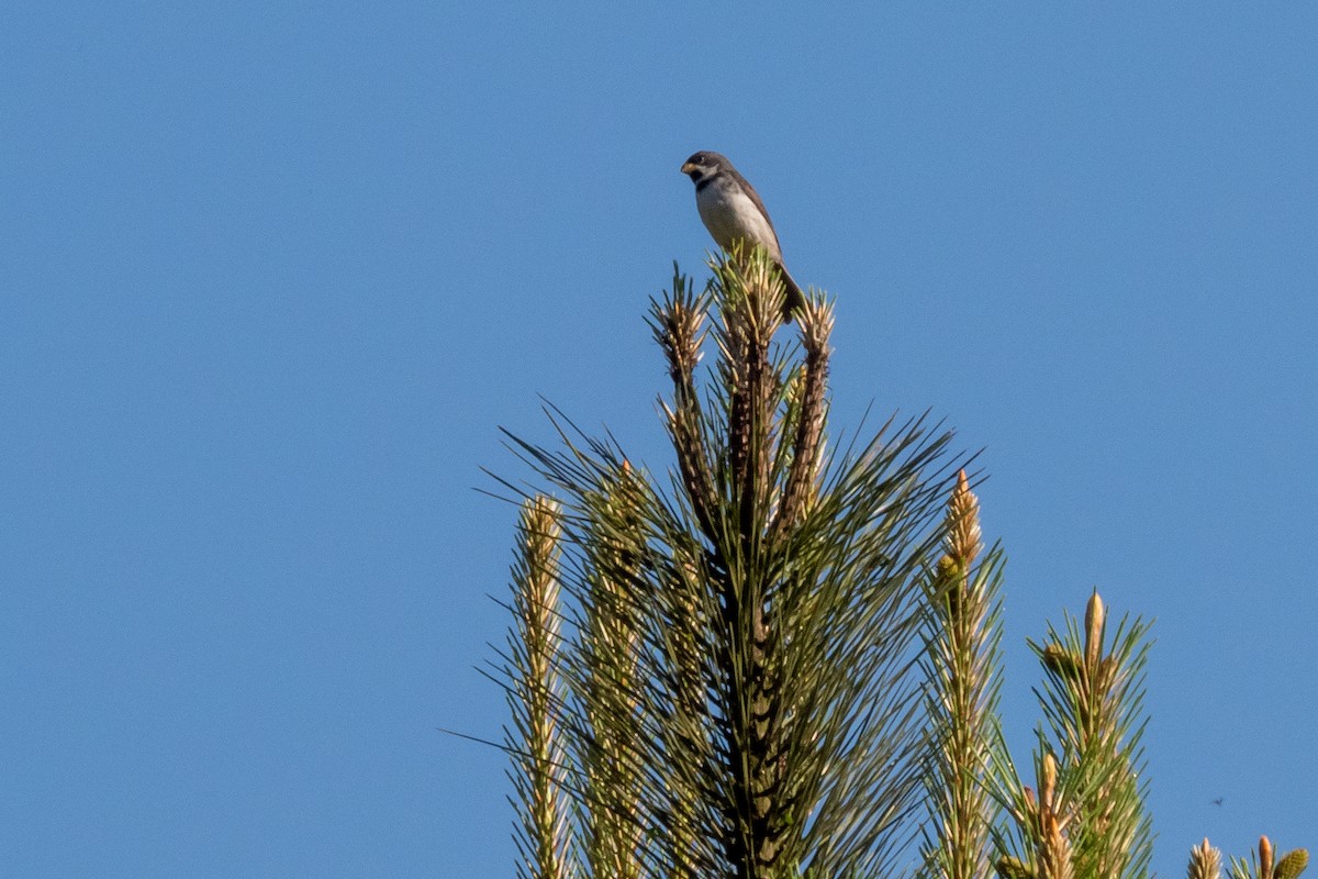 Double-collared Seedeater - Vitor Rolf Laubé