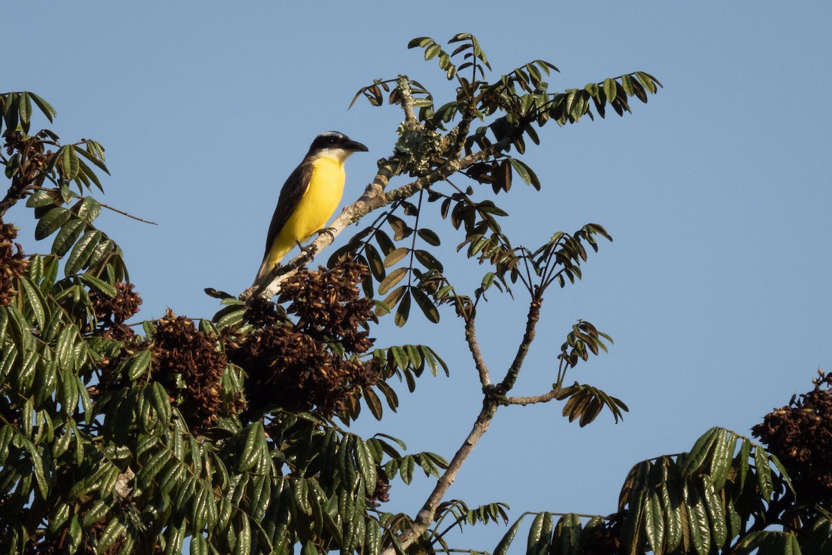 Boat-billed Flycatcher - ML499515391