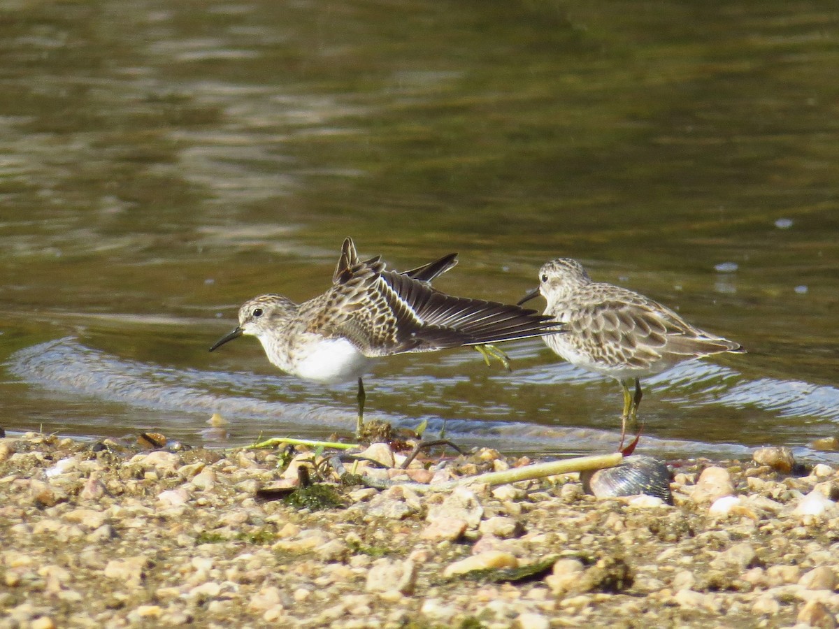 Least Sandpiper - ML499516561