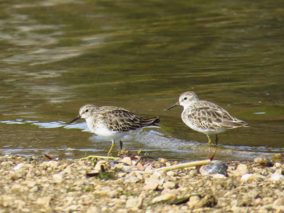 Least Sandpiper - ML499516611