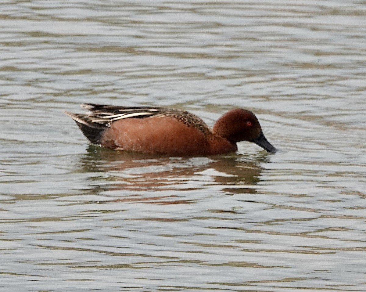 Cinnamon Teal - ML499517461