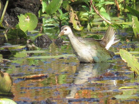 Purple Gallinule - ML499517581