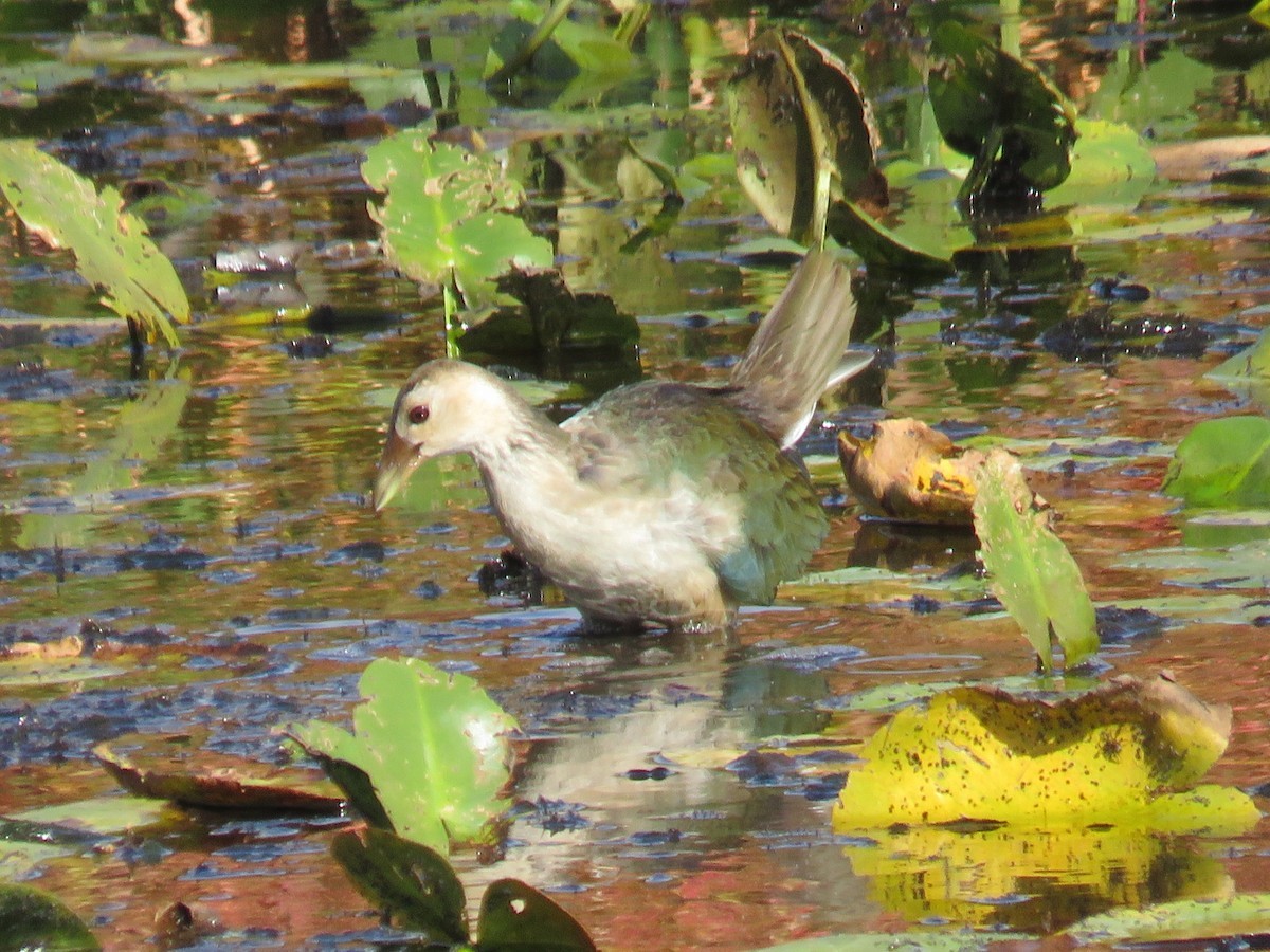 Purple Gallinule - ML499517601