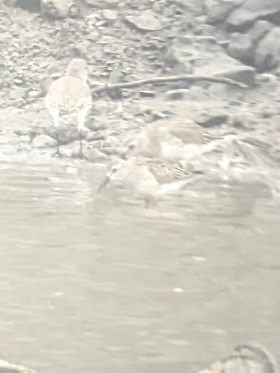 White-rumped Sandpiper - Jeff Graham