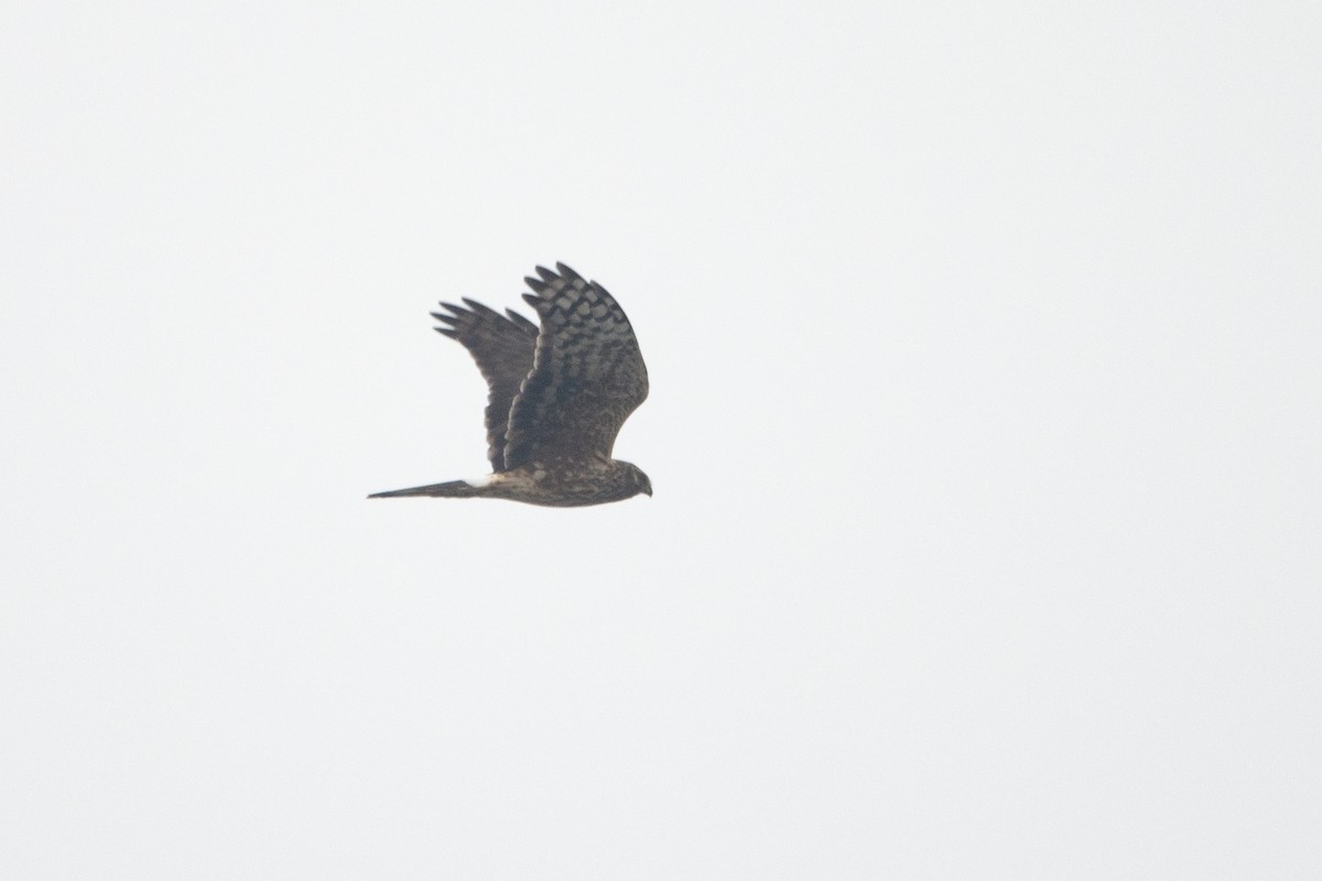 Hen Harrier - Letty Roedolf Groenenboom