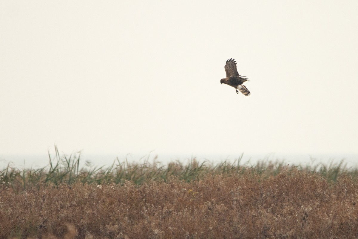 Hen Harrier - Letty Roedolf Groenenboom