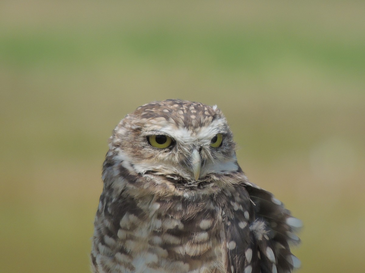 Burrowing Owl - ML499519551
