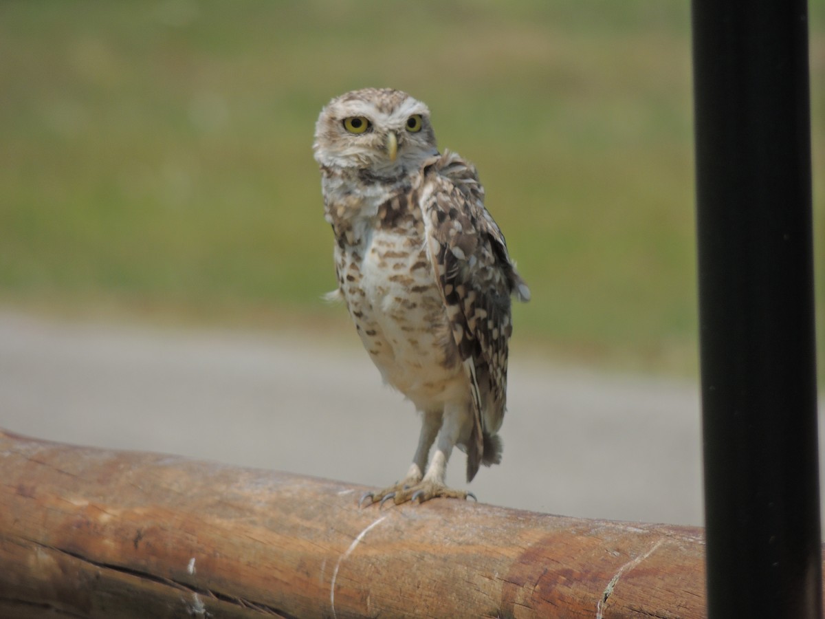 Burrowing Owl - ML499519571