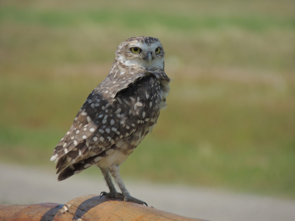Burrowing Owl - ML499519581