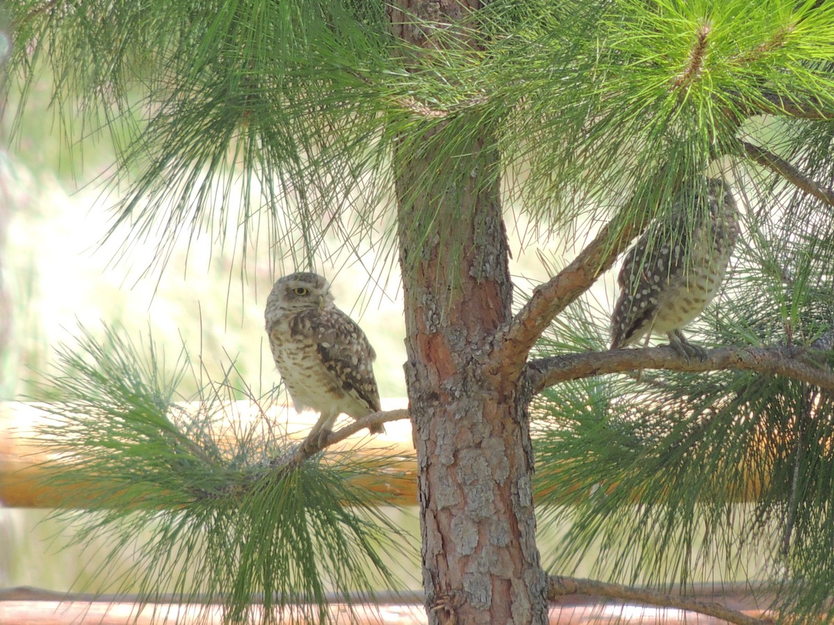 Burrowing Owl - ML499519611