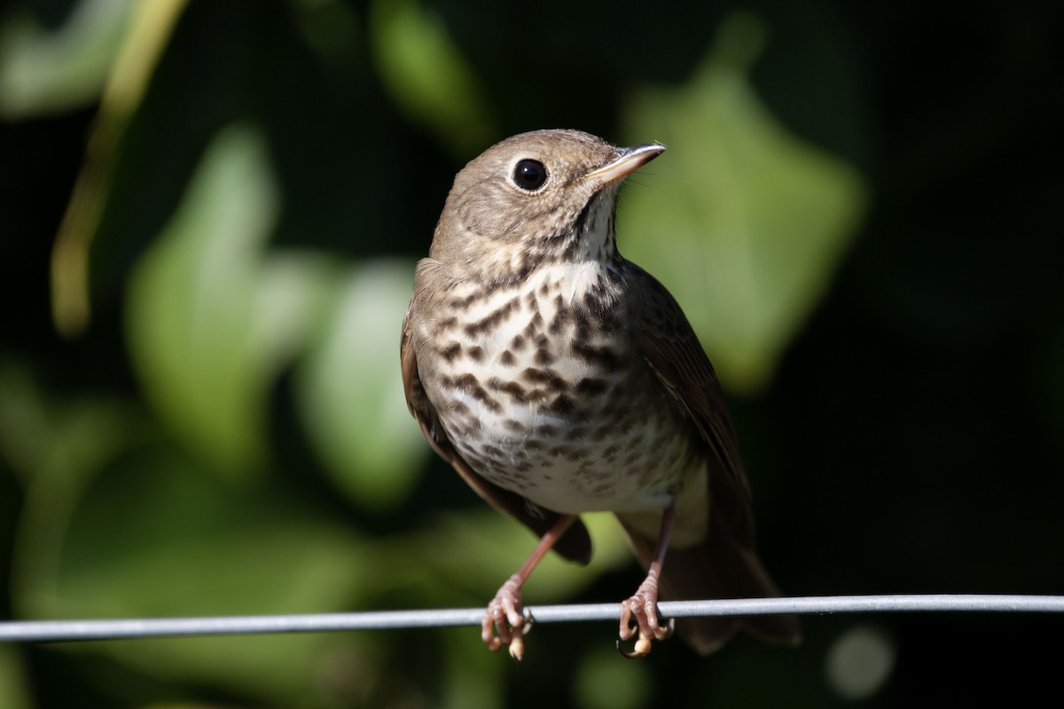 Hermit Thrush - ML499520031