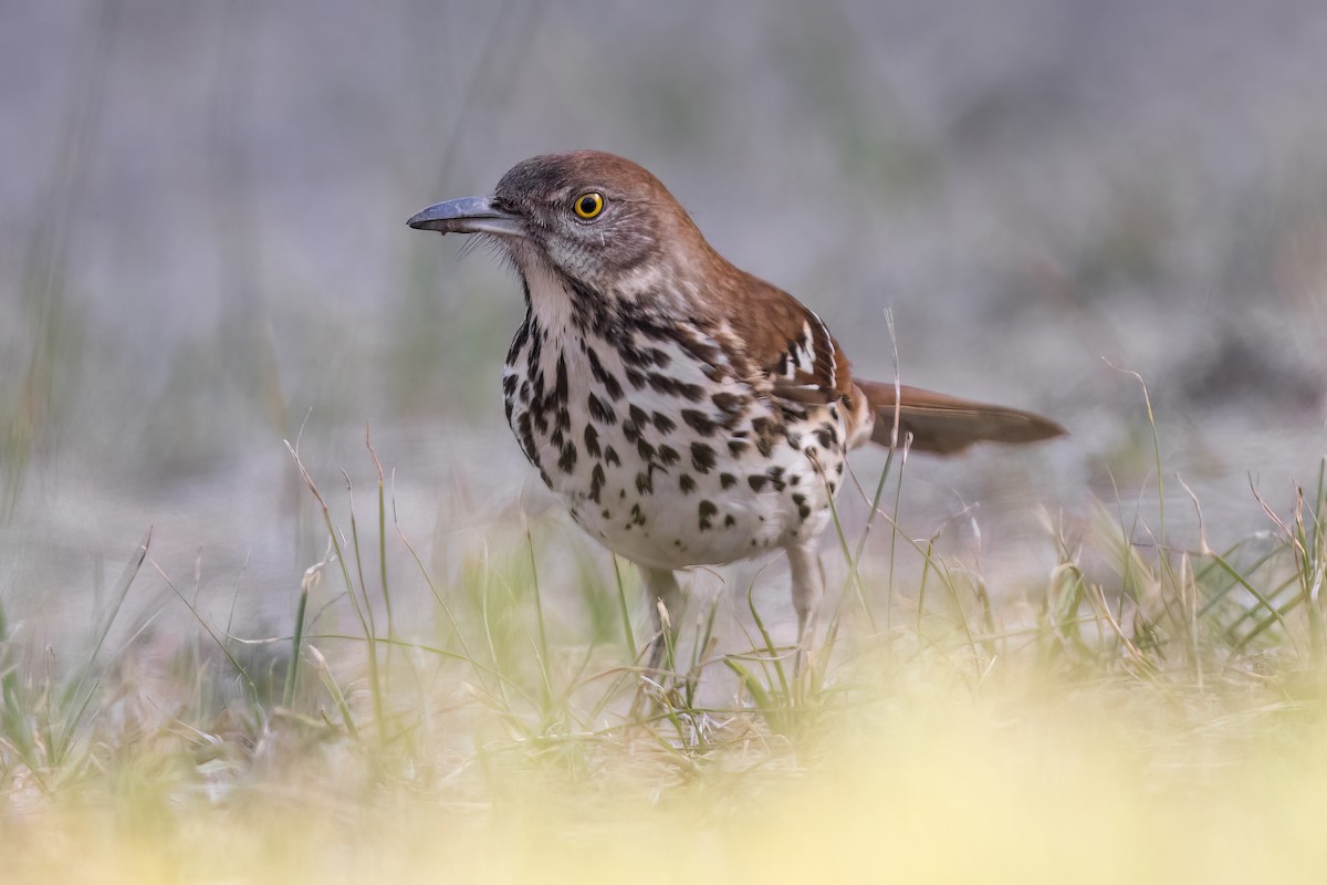 Brown Thrasher - ML499520371