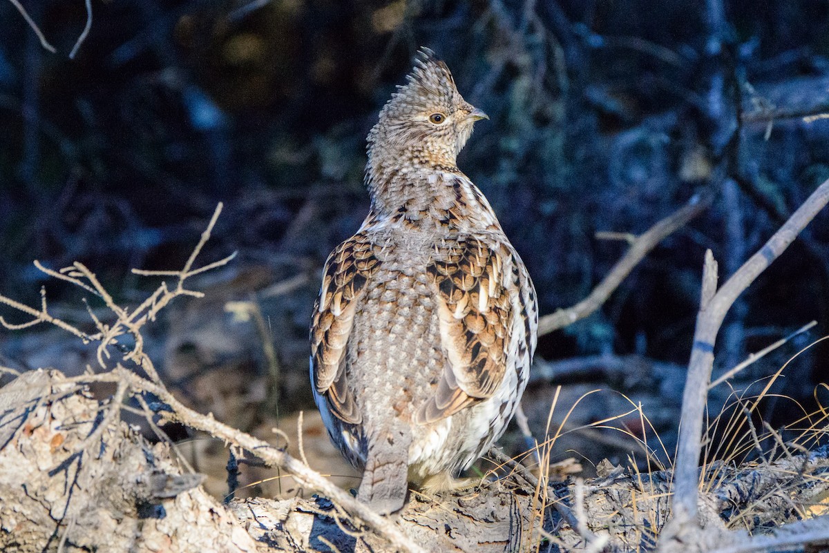 Ruffed Grouse - ML499520591