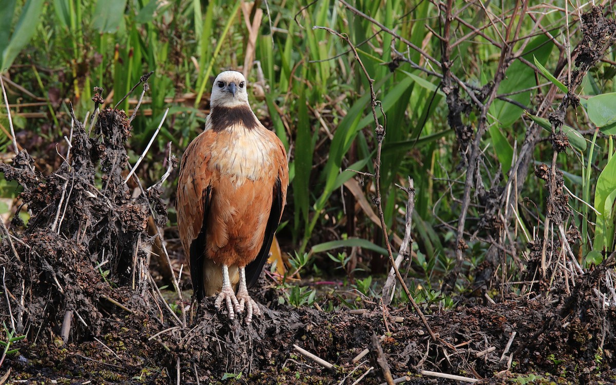 Black-collared Hawk - Diego Trillo