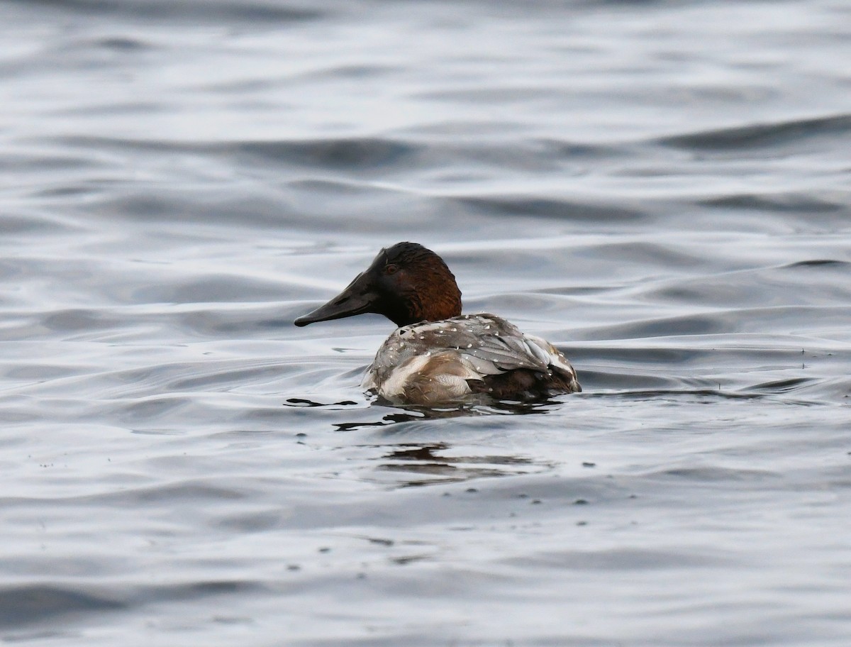 Canvasback - ML499522961