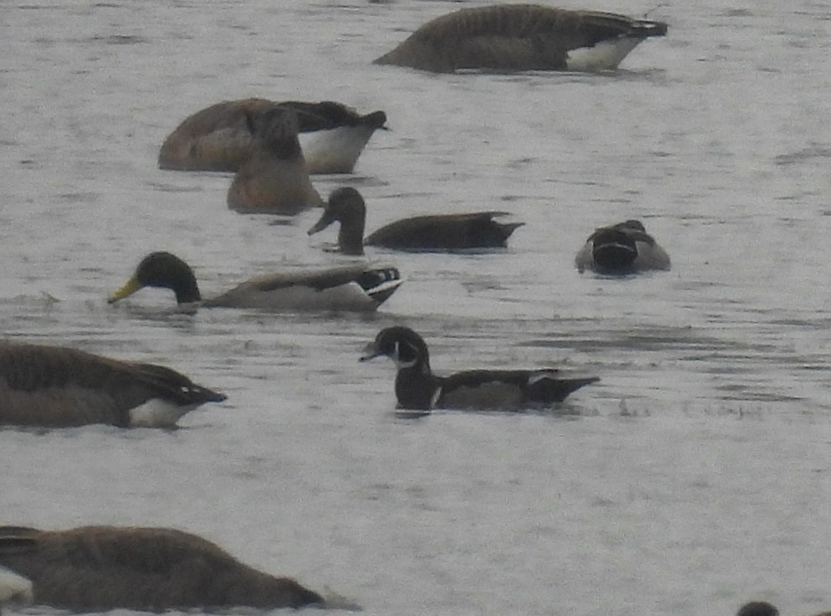 Wood Duck - ML499523021