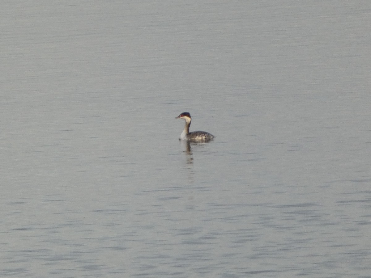 Horned Grebe - ML499524081