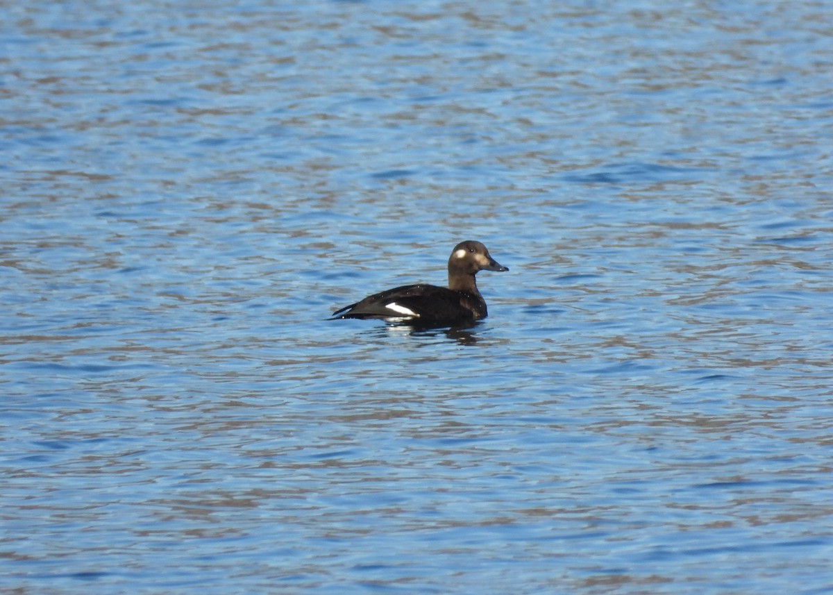 White-winged Scoter - ML499525531