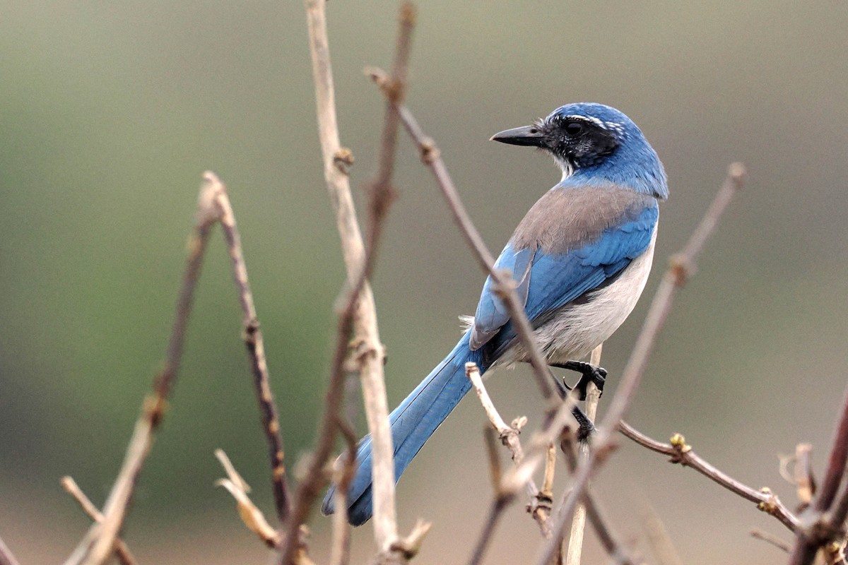 California Scrub-Jay - ML499527421