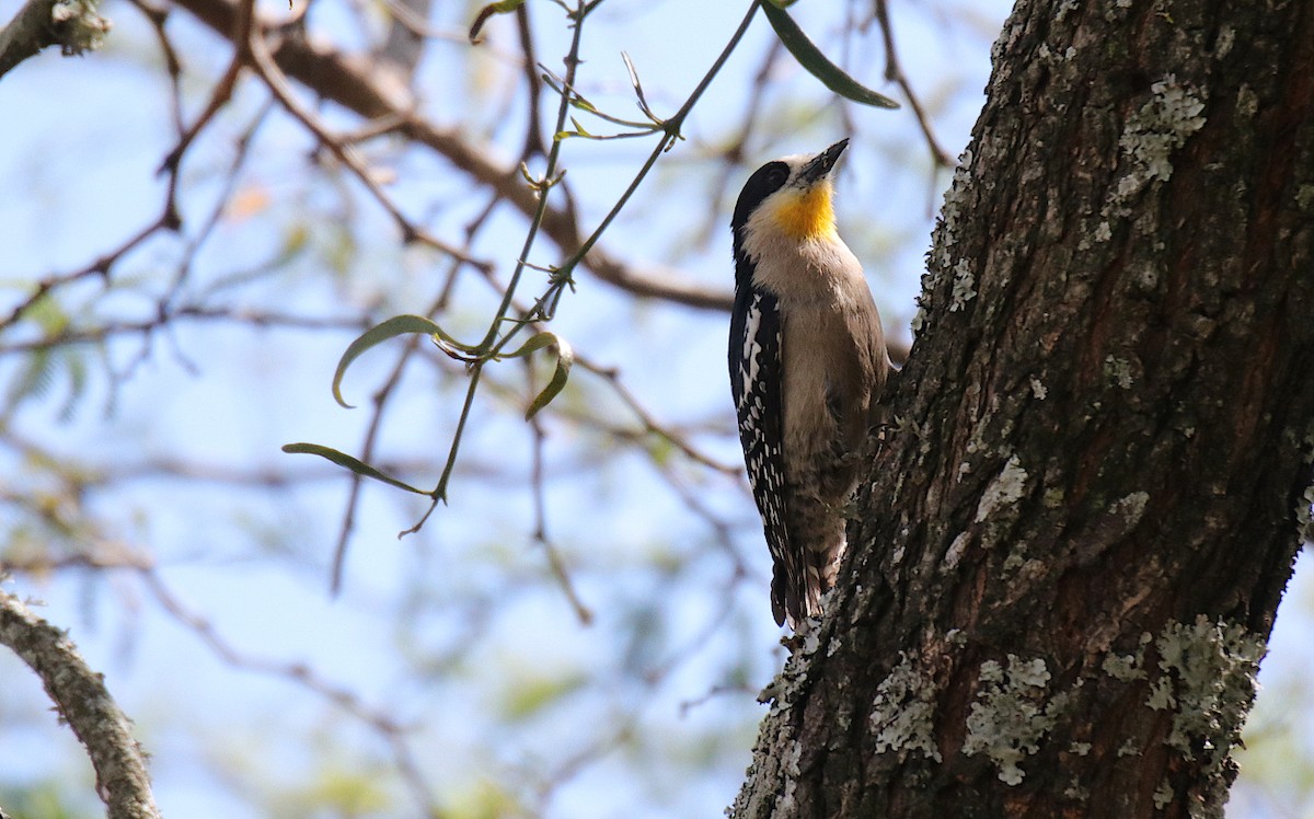 White-fronted Woodpecker - ML499528321