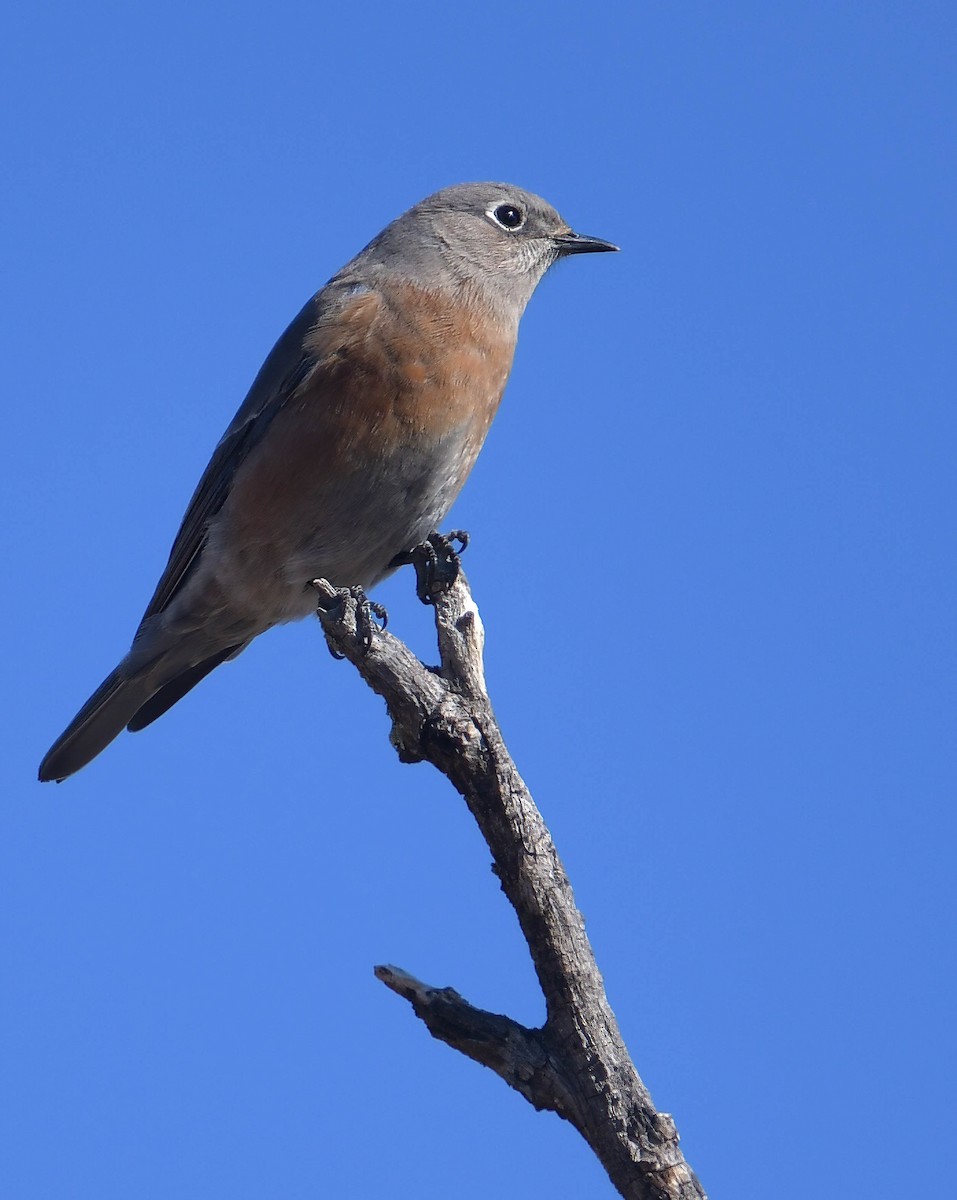 Blaukehl-Hüttensänger - ML499528931