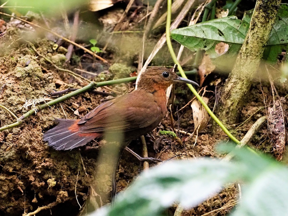South American Leaftosser (Atlantic) - ML499529051