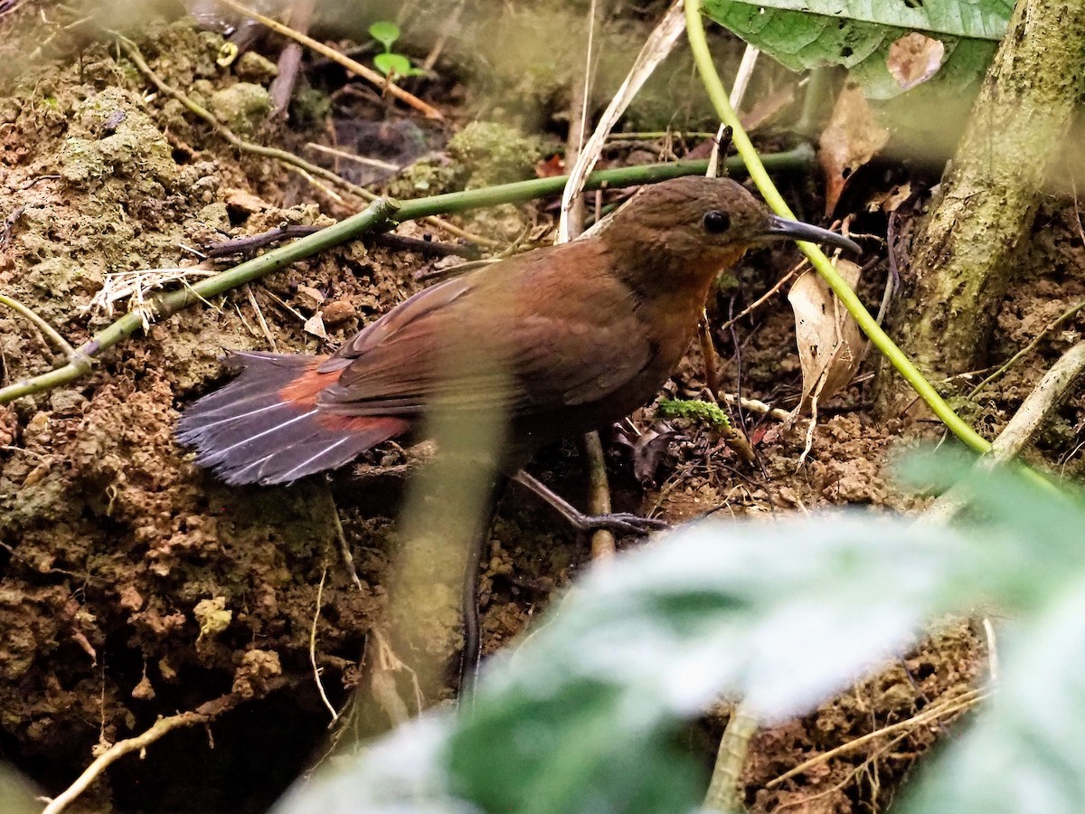 South American Leaftosser (Atlantic) - ML499529061
