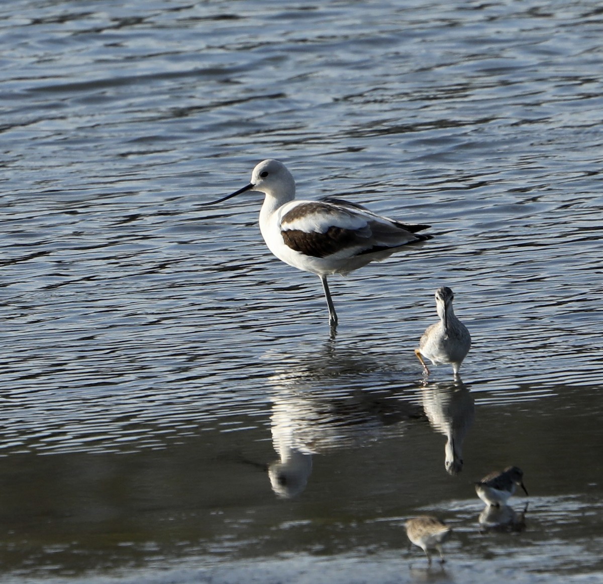 Avocette d'Amérique - ML499529131