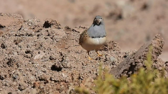 Gray-breasted Seedsnipe - ML499532741