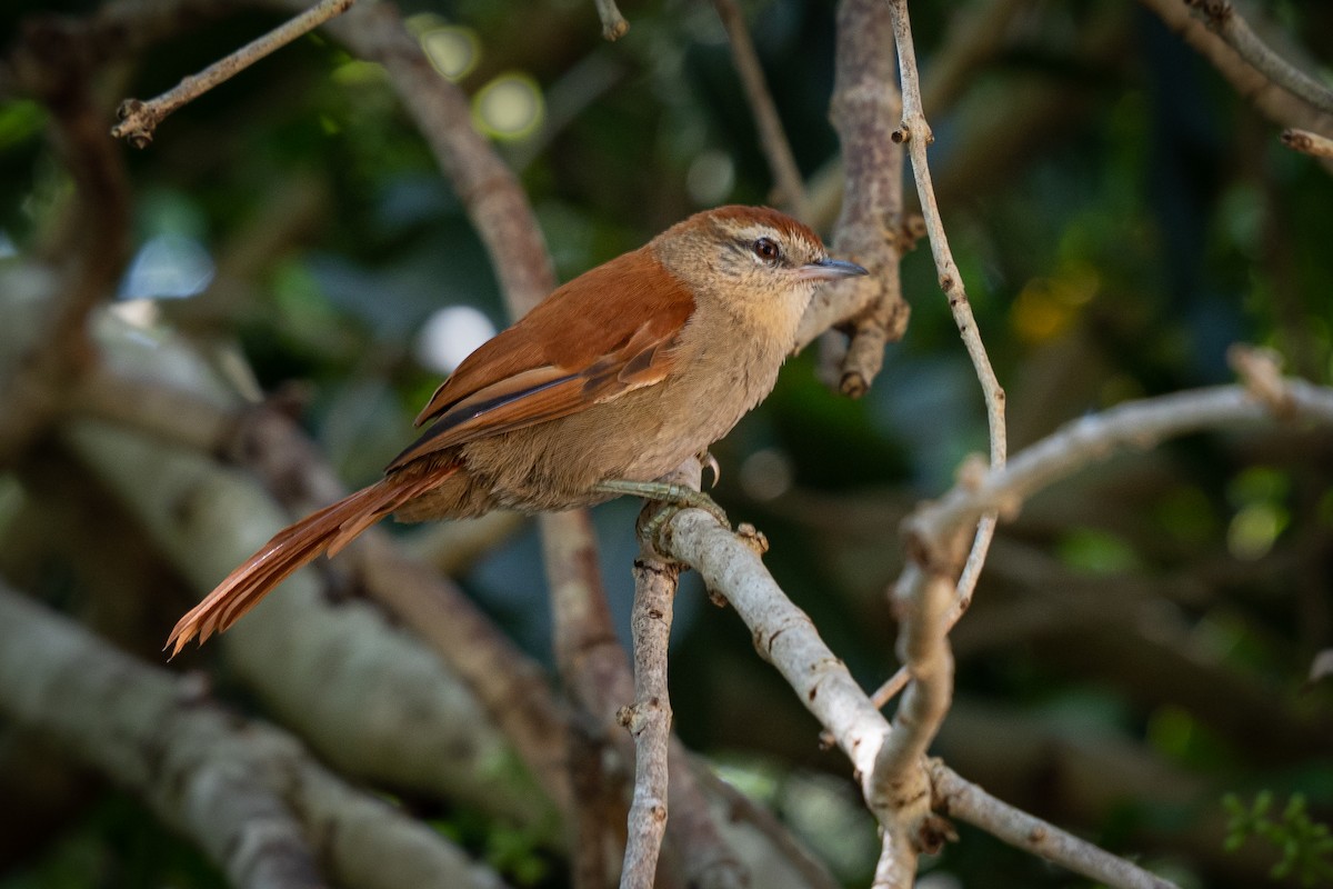 Rusty-backed Spinetail - ML499533391