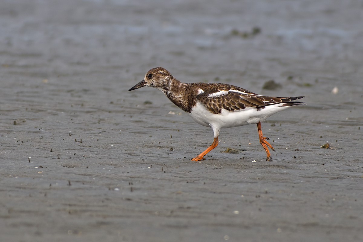 Ruddy Turnstone - ML499533461