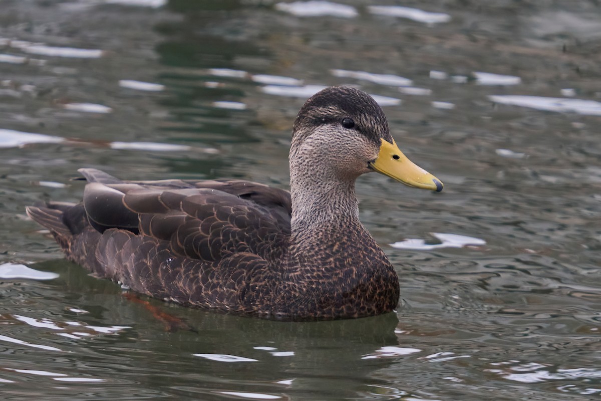 American Black Duck - ML499535171