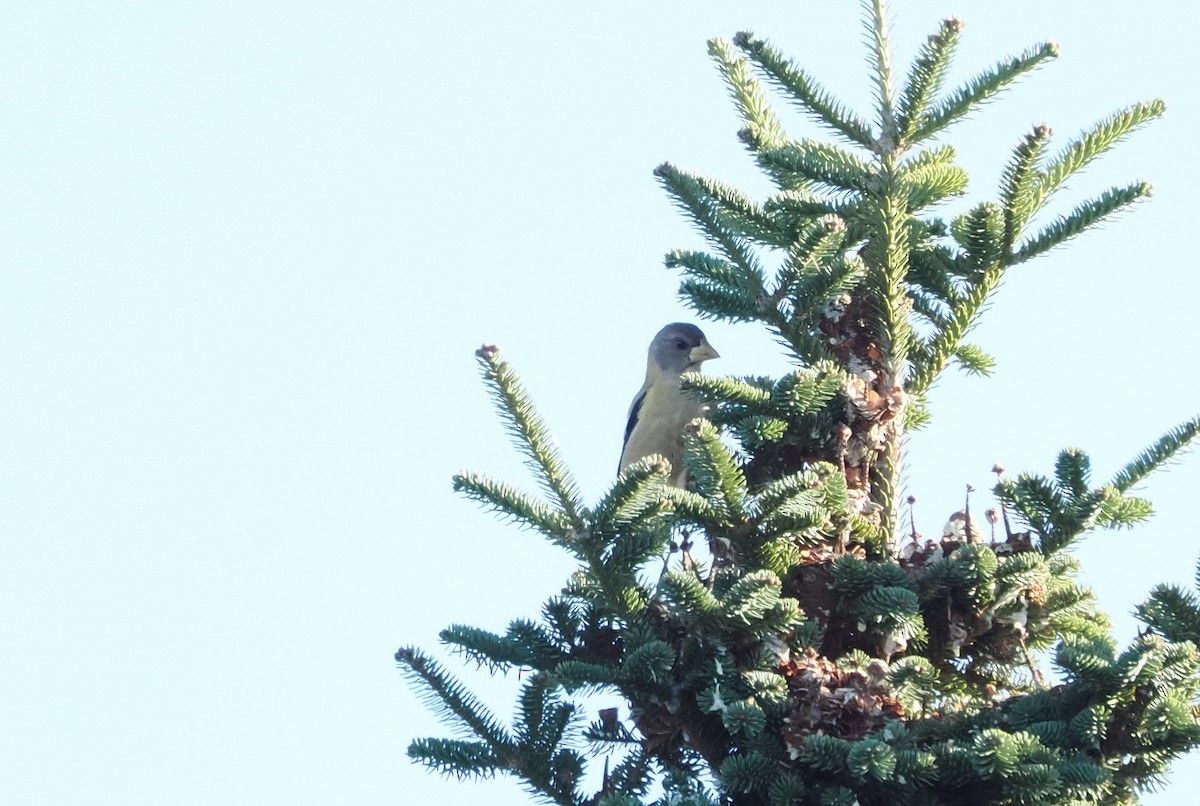 Mokolodi bekainoria - ML499536781