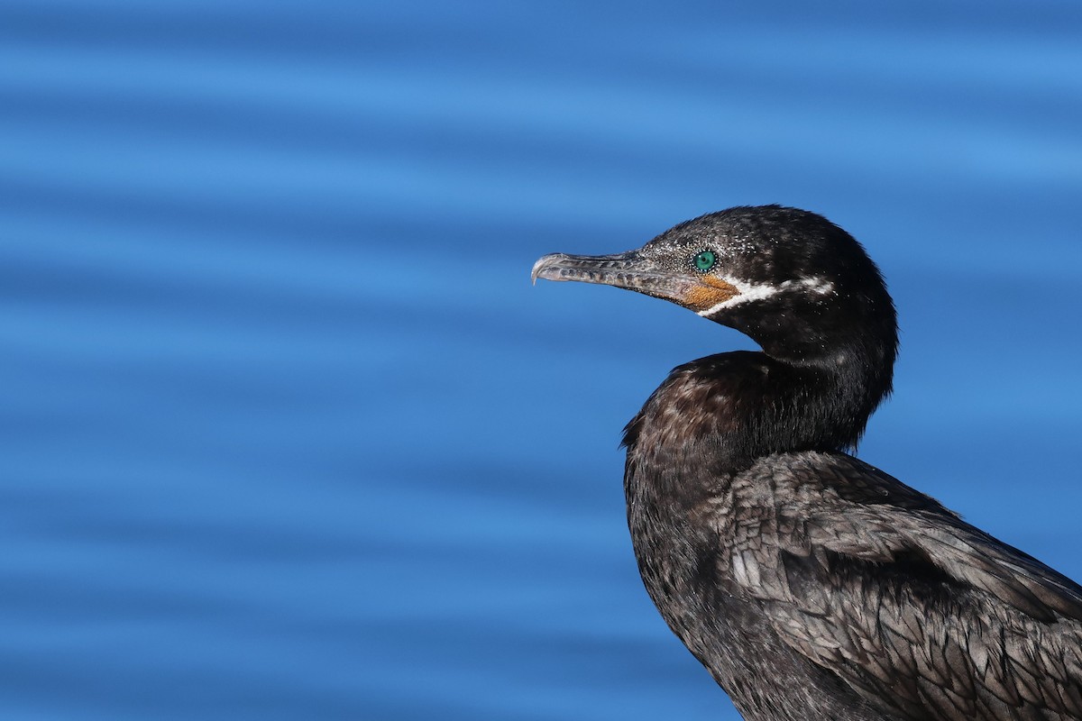 Neotropic Cormorant - ML499538751