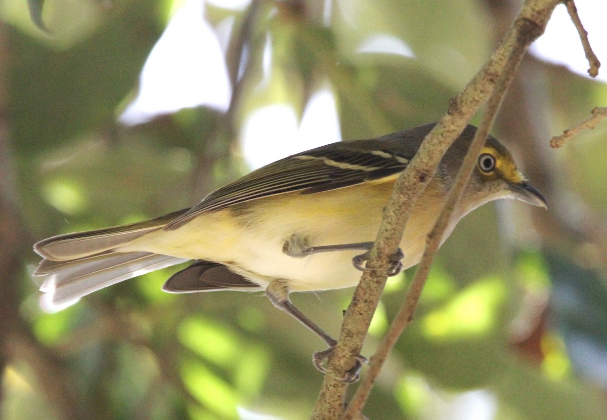 Ak Gözlü Vireo - ML499539391